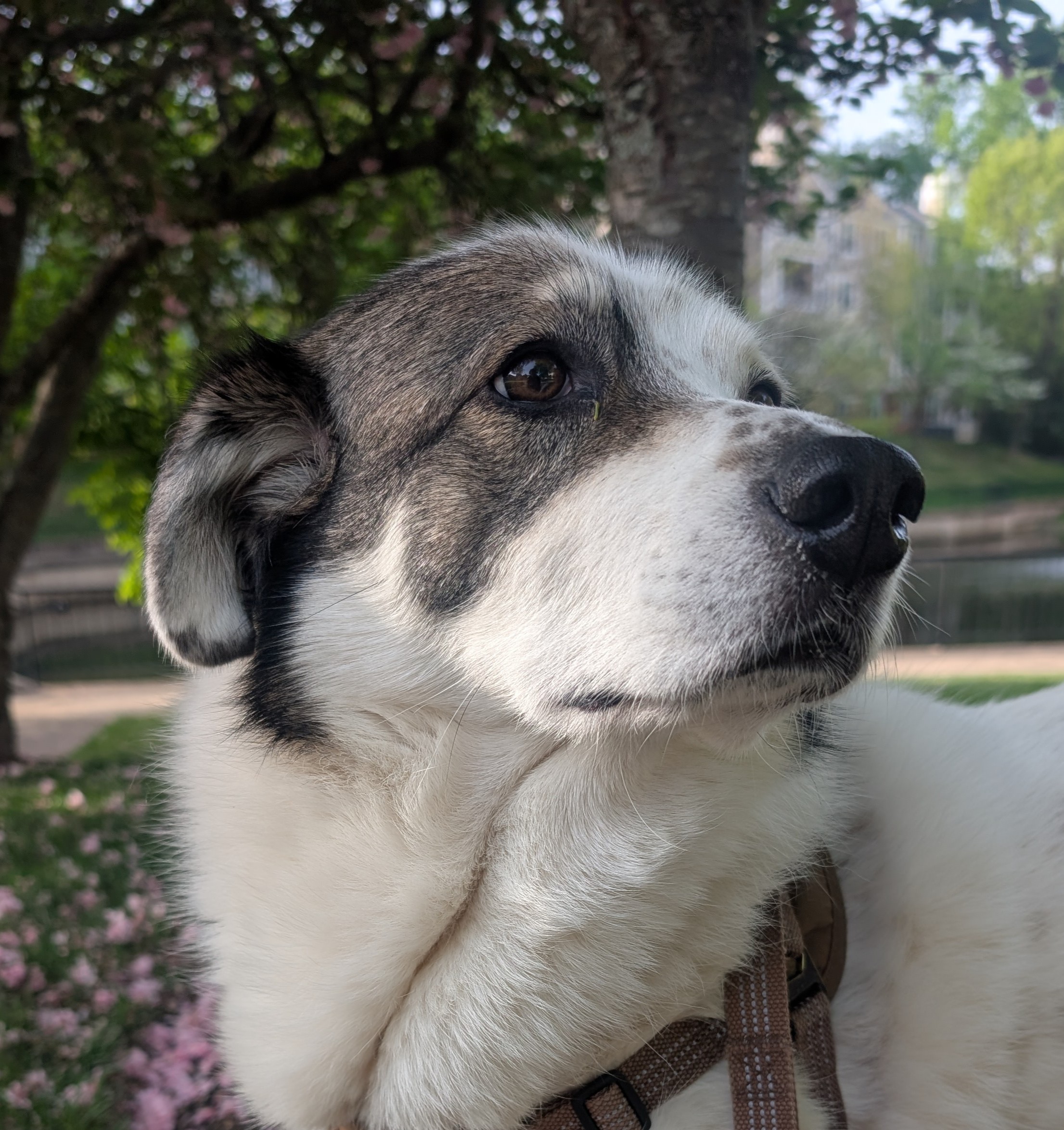 Darcy, the lab's Great Pyrenees mix mascot